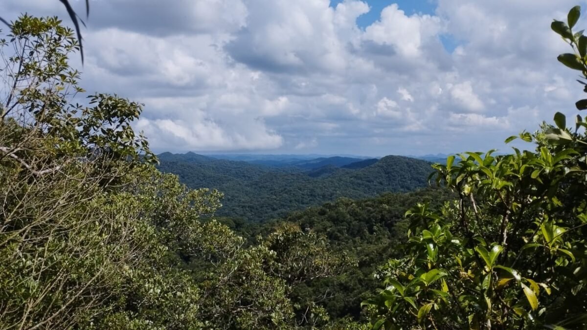 Palmeira-juçara: adicionalidade climática na Mata Atlântica