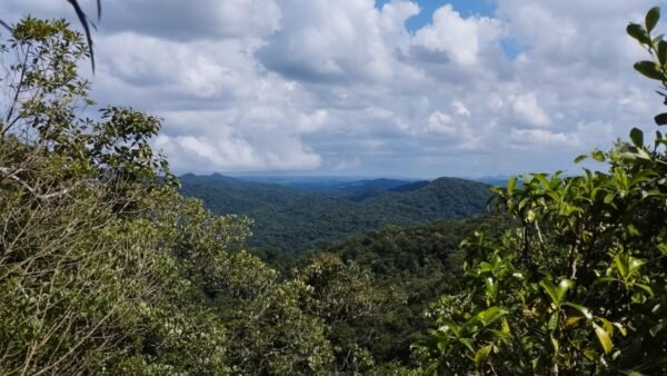 Palmeira-juçara: adicionalidade climática na Mata Atlântica
