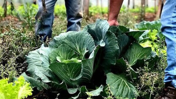 Segurança alimentar exige esforço coletivo e articulação